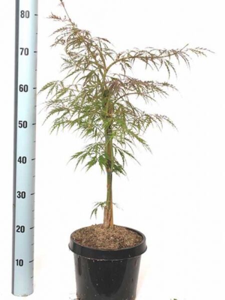 Dunkelroter Schlitz-Ahorn Acer palmatum 'Dissectum Garnet', Japanischer Ahorn im Topf, 50–60 cm, C7, feingeschlitztes Laub