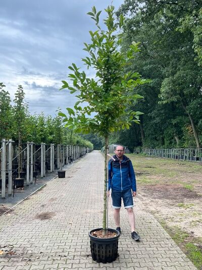 Magnolia loebneri 'Merrill' / Große Stern-Magnolie 'Merrill' Hochstamm 10-12 StU im Container, junger Baum mit grünem Laub