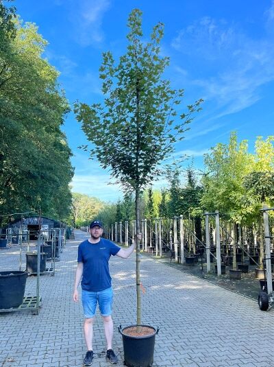 Acer rubrum 'Brandywine' (Rot-Ahorn) Hochstamm im Container, Stammumfang 14-16 cm, mit aufrechter Krone und grünem Laub.