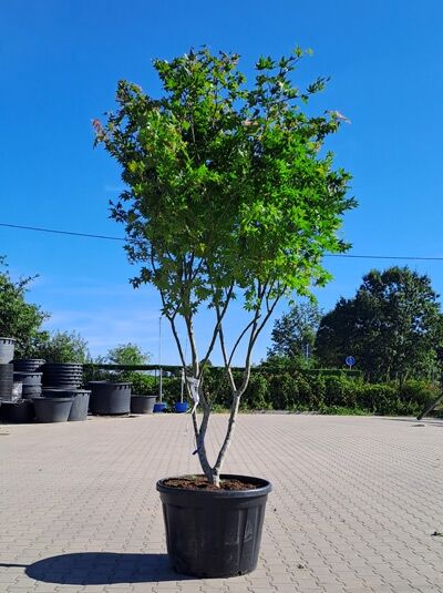 Japanischer Ahorn / Fächer-Ahorn 'Osakazuki' 250-300 cm 'mehrstämmig Schirmform' / Acer palmatum 'Osakazuki' (1577149)