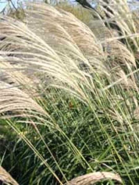 Chinaschilf 'Silberfeder' / Miscanthus sinensis 'Silberfeder'