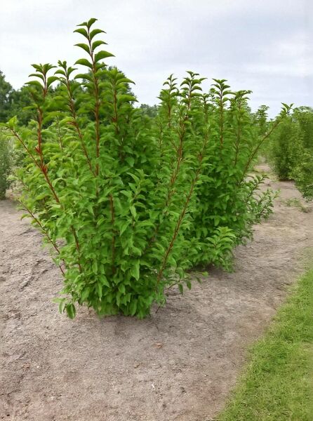 Viburnum bodnantense 'Charles Lamont' / Winter-Schneeball 'Charles Lamont' 175-200 cm m. B., buschiger Strauch mit grünen Blättern