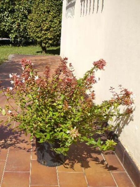 Abelia grandiflora / Großblumige Abelie, ca. 20-30 cm, Topfpflanze mit grünem Laub und rosa Blüten, vor Terrassenfliesen und Wand.