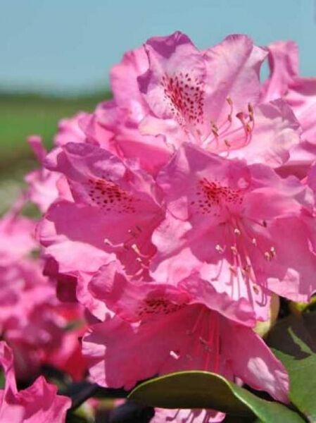 Rhododendron 'Queen Mary' / Rhododendron Hybride 'Queen Mary'