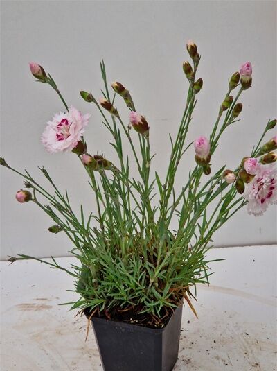 Feder-Nelke 'Ine' (Dianthus plumarius) im Topf P9 mit schmalem Laub, rosa-weißen Blüten und Knospen