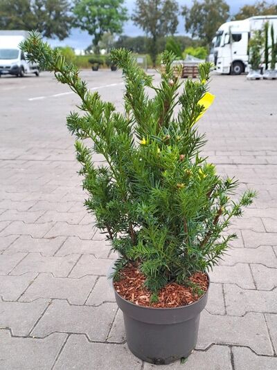 Taxus media 'Farmen' / Eibe 'Farmen', immergrüner Strauch im Topf, 50–60 cm, Container C5