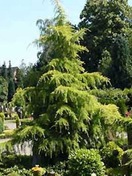 Cedrus deodara 'Aurea' / Gelbe Himalaja-Zeder
