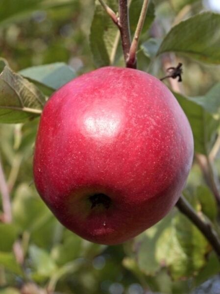 Apfel 'Gala' / Apfel 'Gala'