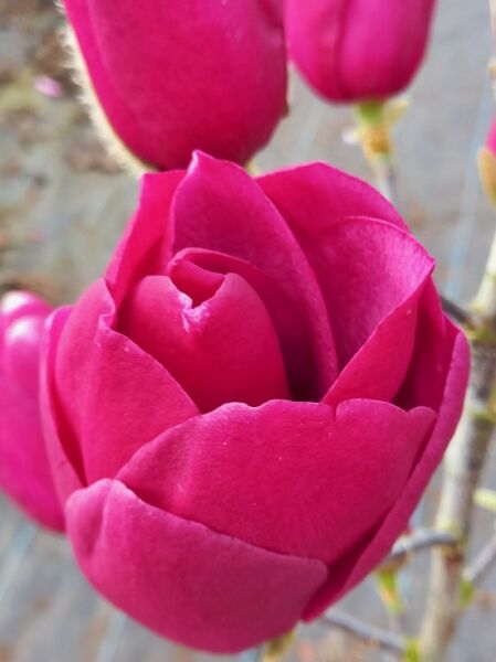 Tulpenmagnolie ’Emperor‘ / Magnolia ‘Emperor‘