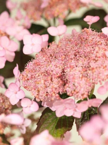 Teller-Hortensie 'Tiara' / Hydrangea serrata 'Tiara'
