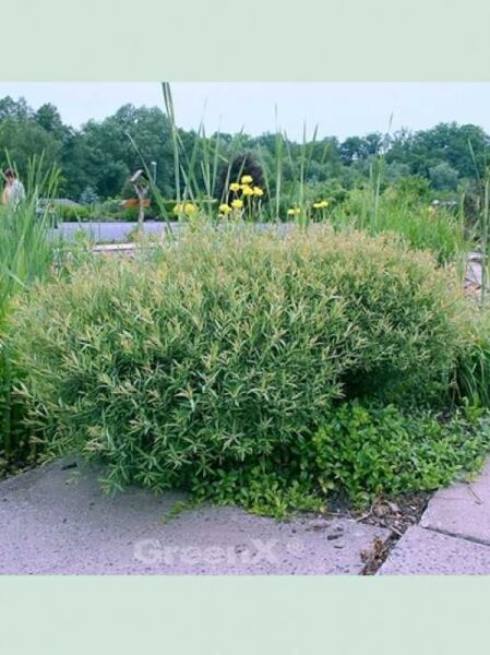 Salix purpurea 'Nana' / Kugel-Weide / Zwerg-Purpur-Weide