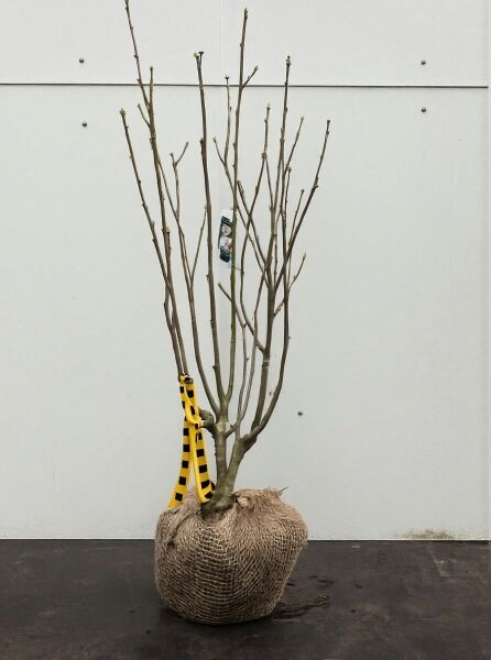 Garten-Eibisch (Hibiscus syriacus) 'Lady Stanley', Strauch im Ballen, 50–60 cm, mehrtriebig ohne Laub.