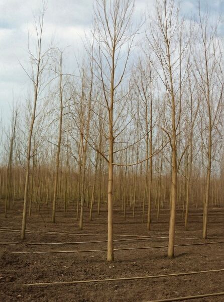 Salix alba 'Chermesina', Silber-Weide 'Chermesina' Hochstamm 30–35 StU, laubloser Baum mit aufrechtem Stamm und Krone