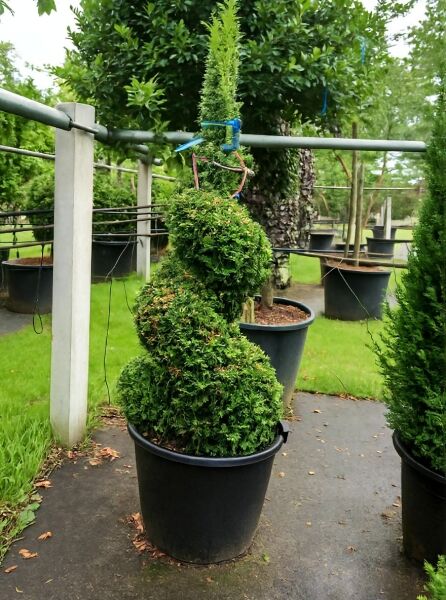 Heimische Eibe (Taxus baccata) 'Spirale' 150-175 cm, spiralförmig geschnittene Eibe im Container.