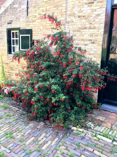 Fuchsia 'Mrs. Popple' / Fuchsie 'Mrs. Popple'