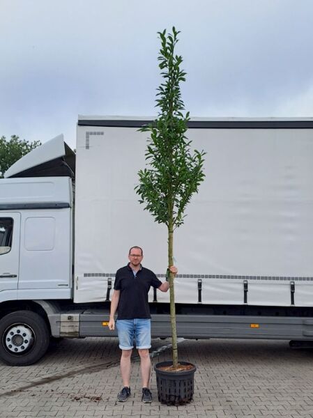 Prunus laurocerasus 'Caucasica' / Kirschlorbeer 'Caucasica' Hochstamm, 180 cm Stamm 12-14 StU, im Container mit Krone