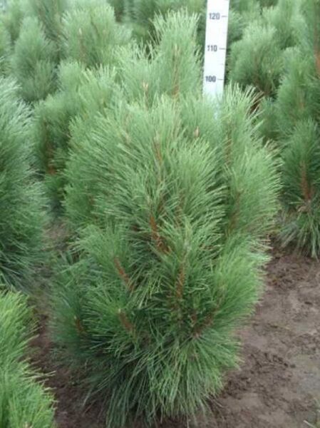Pinus nigra 'Pyramidalis' / Säulenschwarzföhre