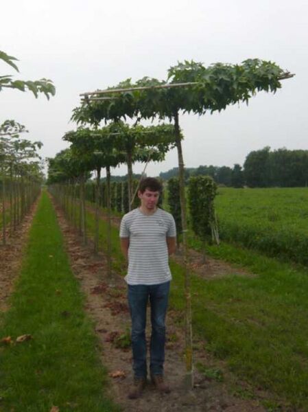 Liquidambar styraciflua 'Dachform/Dachspalier' – Amberbaum als Dachspalier mit Stamm und flacher, waagerechter Krone am Gerüst