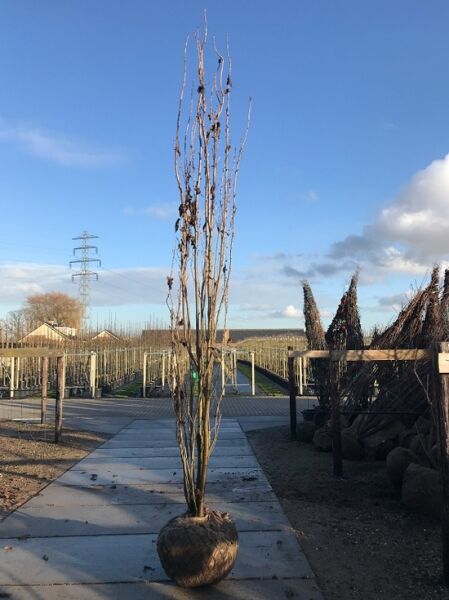 Prunus serrulata 'Amanogawa' / Säulen-Zierkirsche 'Amanogawa' 400-500 cm mit Db., säulenförmiger Baum mit Ballenware