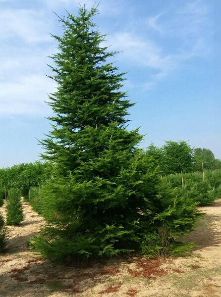 Libanon-Zeder (Cedrus libani) 450–500 cm, mehrstämmiger Nadelbaum mit pyramidalem Aufbau und waagerechten Ästen