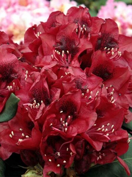 Rhododendron 'Matador' / Rhododendron Hybride 'Matador'