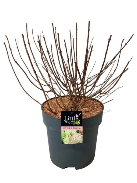 Rispen-Hortensie 'Little Lime ®' / Hydrangea paniculata 'Little Lime ®'