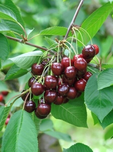 Süßkirsche &#039;Burlat&#039; / Prunus avium &#039;Burlat&#039;