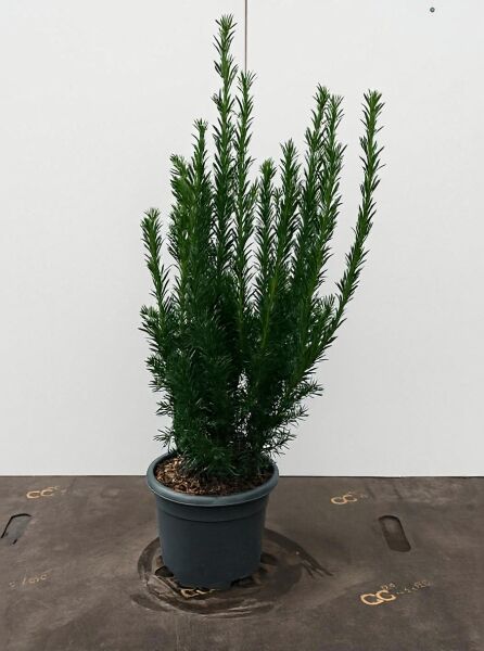 Taxus media 'Hillii' / männliche Becher-Eibe 'Hillii' 40-60 cm C3 im Topf, aufrecht wachsend mit dichtem, dunkelgrünem Nadelkleid