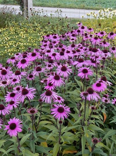 Purpur-Sonnenhut 'Augustkönigin' / Purpur-Sonnenhut 'Augustkönigin'