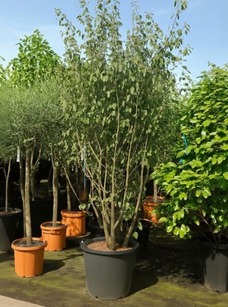 Zaubernuss (Hamamelis intermedia) 'Pallida' im Topf C125, 200–250 cm, mehrstämmiger Strauch mit grünem Laub.