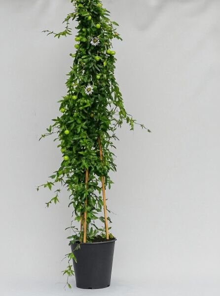 Passiflora caerulea / Blaue Passionsblume, 175-200 cm, C10 Kletterpflanze im Topf am Stab, mit Blättern, Blüten und Früchten