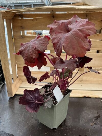 Purpurglöckchen Heuchera villosa 'Beaujolais ®' P11 im Topf, dunkelrot bis purpurfarbenes, gelapptes Laub auf langen Stielen