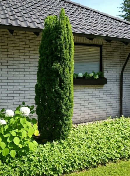 Säulen-Eibe 'Pirat' (Taxus baccata 'Pirat'), schlank säulenförmig wachsender, dichter grüner Nadelgehölzstrauch im Garten.