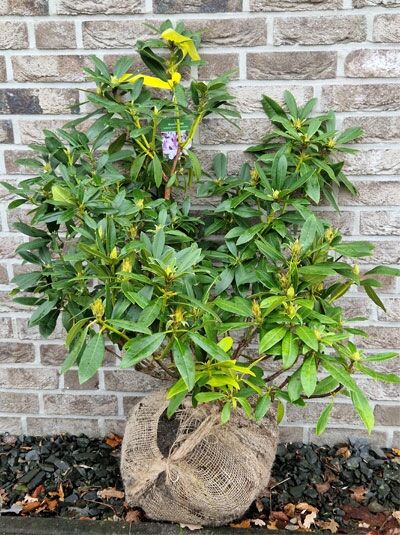 Rhododendron 'Blackeyed Susan' / Rhododendron Hybride 'Blackeyed Susan'