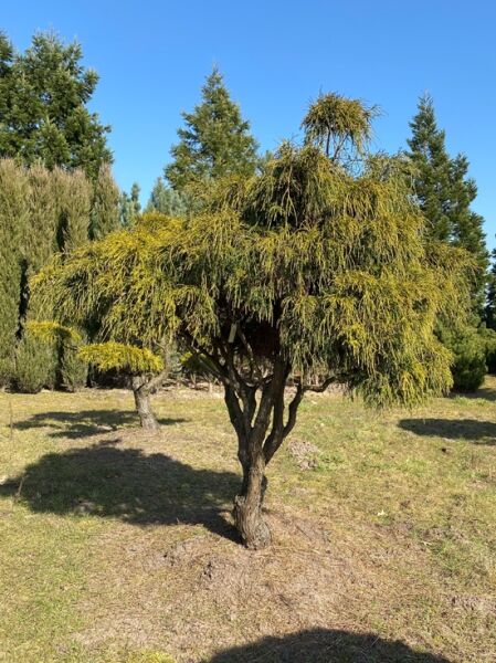 Gelbe Fadenzypresse 'Sungold' (Nr.1362) / Chamaecyparis pisifera 'Sungold' 180cm breit x 180 cm hoch