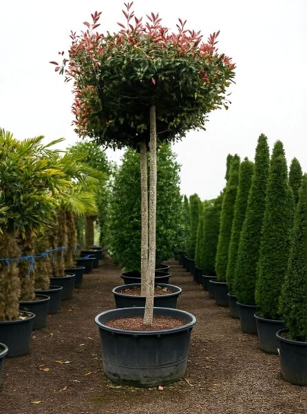 Photinia fraseri 'Red Robin' / Glanzmispel 'Red Robin' Hochstamm im Container mit kugeliger Krone und rotem Austrieb.