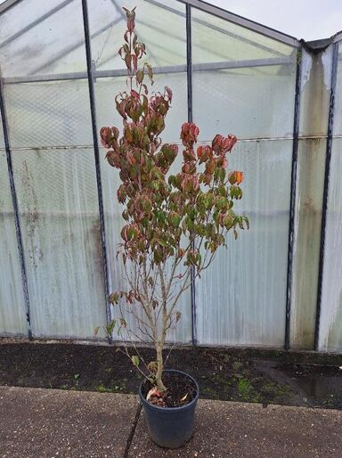 Japanischer Blumen-Hartriegel &#039;Flower Tower&#039; / Cornus kousa &#039;Flower Tower&#039;