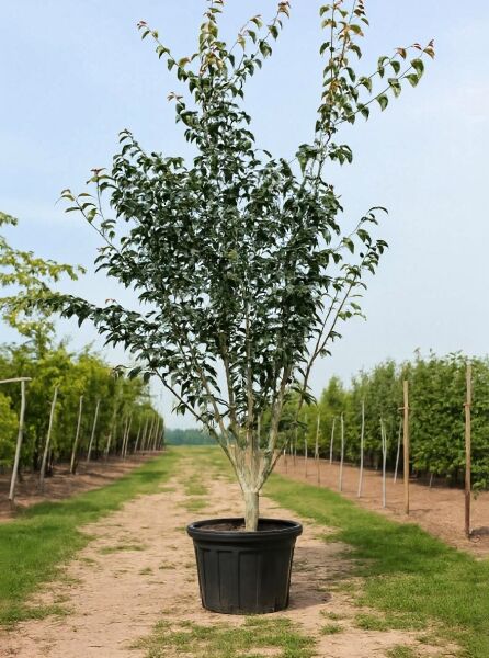 Grossers Schlangenhaut-Ahorn (Acer davidii ssp. grosseri) 225–250 cm im Topf C90, mehrstämmig, mit grünem Laub.