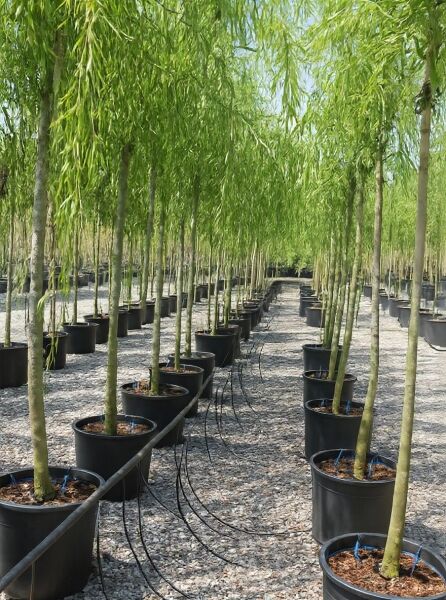 Salix babylonica, Babylonische Trauer-Weide, Hochstamm 10-12 StU im Container in Baumschule, Reihen mit hängendem Laub