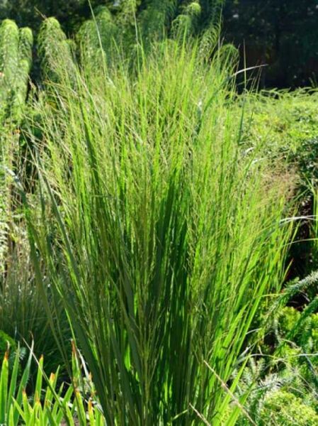 Eragrostis spectabilis / Pupur-Liebesgras