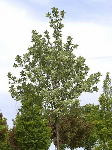 Sorbus aria 'Majestica' / Grünfilzige Mehlbeere 'Majestica'