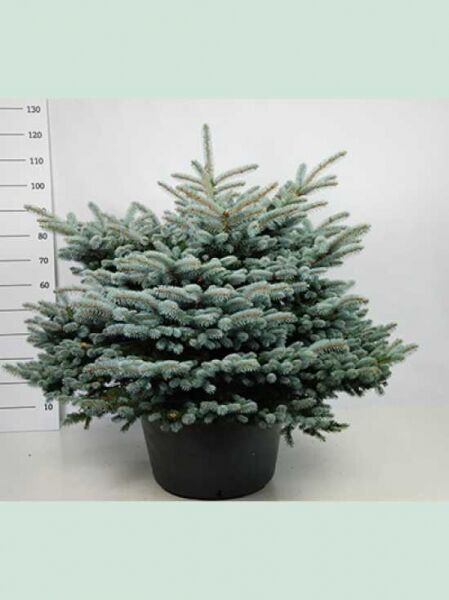 Kleine Blau-Fichte / Picea pungens 'Glauca Globosa'