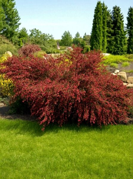 Edelginster 'Roter Favorit' / Edelginster 'Roter Favorit'