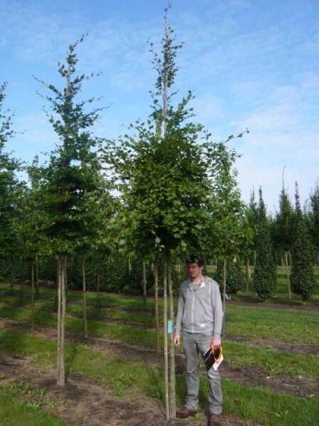 Rot-Buche (Fagus sylvatica) Hochstamm 20-25 StU mit Drahtballen, Baum mit geradem Stamm und dichter, grüner Krone.