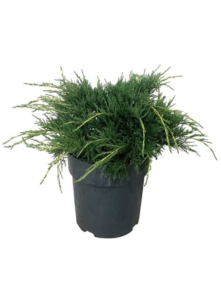 Gelber Pfitzer-Wacholder / Juniperus pfitzeriana 'Pfitzeriana Aurea'