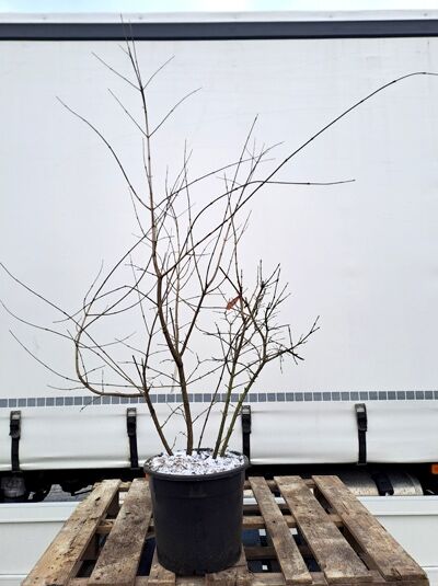 Cornus mas (Kornelkirsche) Strauch im Topf, 80–100 cm, Container C12, mehrtriebig mit kahlen Zweigen.