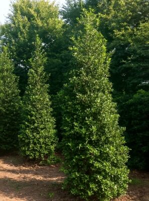 Groe Stechpalme / Hlse / Ilex ab 250cm Gre gnstig kaufen