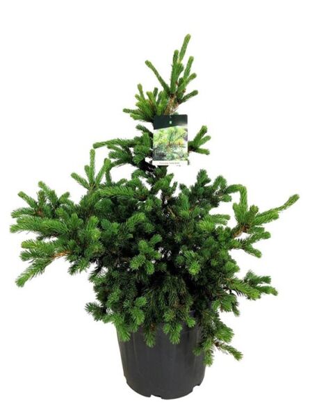 Stech-Fichte 'Lucky Strike' / Picea pungens 'Lucky Strike'