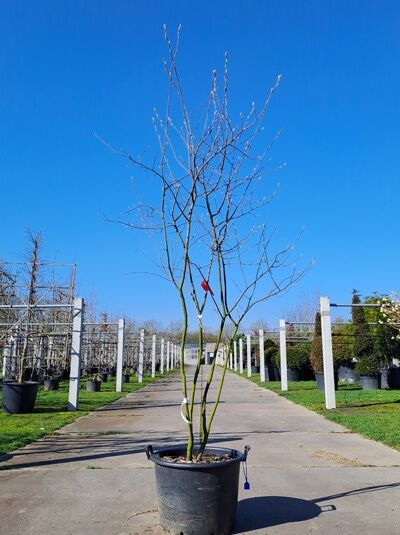 Kupfer-Felsenbirne 200 - 250 cm Schirmform / Amelanchier lamarckii (876185)