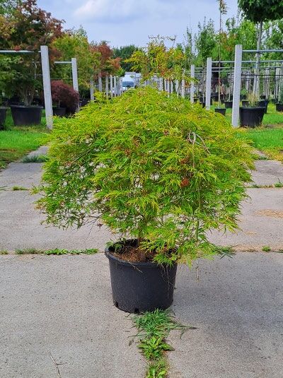 Japanischer Schlitz-Ahorn Acer palmatum 'Dissectum Flavescens', im Container C25, 125-150 cm, mit fein geschlitztem Laub